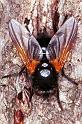 Volucella_bombylans_RF0749_Z_82_Les Gris_Frankrijk